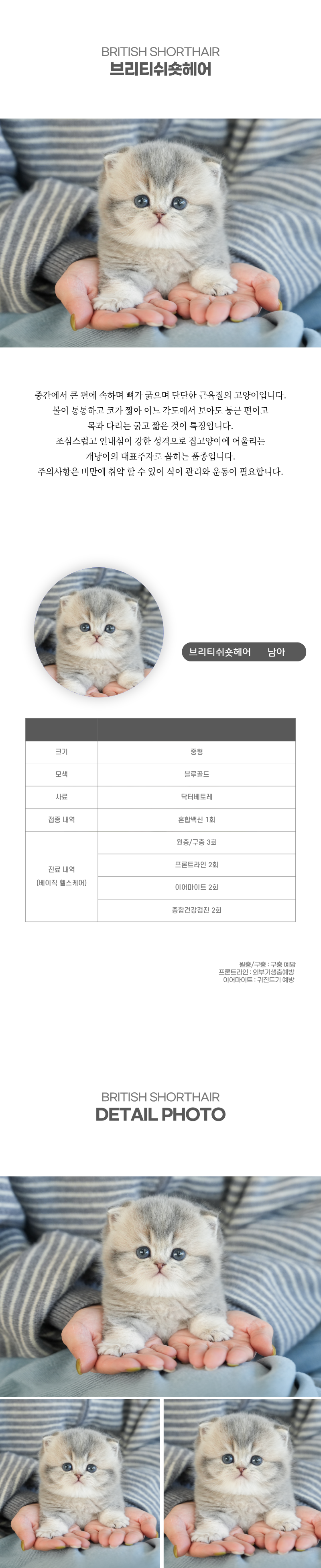 브리티쉬숏헤어_상세이미지_2